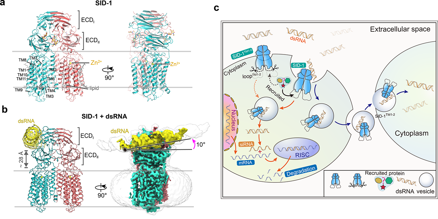 SID-1介导系统性RNA干扰的结构基础和核酸转运机制